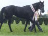 stallion Abary xx (Thoroughbred, 1980, from Roi Dagobert xx)