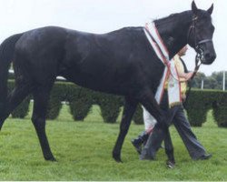 stallion Abary xx (Thoroughbred, 1980, from Roi Dagobert xx)