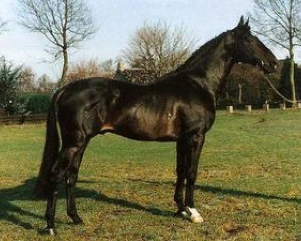 Deckhengst Abantos (Koninklijk Warmbloed Paardenstamboek Nederland (KWPN), 1979, von Abgar xx)