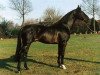 stallion Abantos (Dutch Warmblood, 1979, from Abgar xx)
