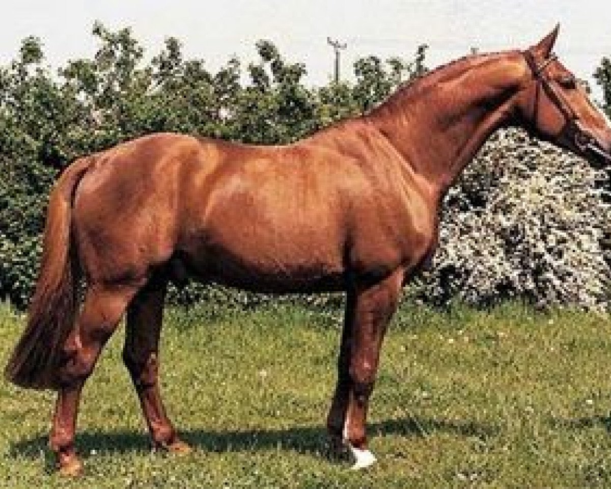 Deckhengst Abano (Westfale, 1983, von Alexis Z)