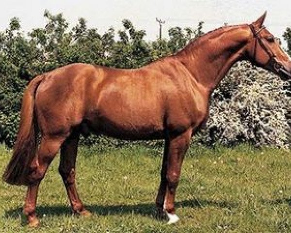 stallion Abano (Westphalian, 1983, from Alexis Z)