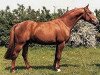stallion Abano (Westphalian, 1983, from Alexis Z)