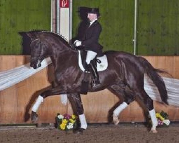dressage horse Aaron (Royal Warmblood Studbook of the Netherlands (KWPN), 2005, from Florencio I)