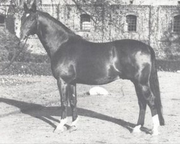 stallion Aar (Westphalian, 1955, from Abschaum)