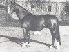 stallion Aar (Westphalian, 1955, from Abschaum)