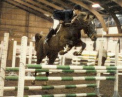 broodmare Aafke (KWPN (Royal Dutch Sporthorse), 1982, from Ufarno)