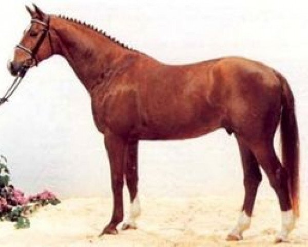 stallion A'Khan Z (Hanoverian, 1991, from Alexis Z)