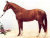 stallion A'Khan Z (Hanoverian, 1991, from Alexis Z)