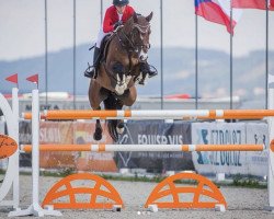 jumper Quebec 64 (Hanoverian, 2011, from FRH Quaid)