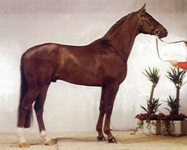 stallion A-Dur I (Oldenburg, 1986, from Argentinus)