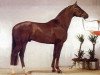 stallion A-Dur I (Oldenburg, 1986, from Argentinus)
