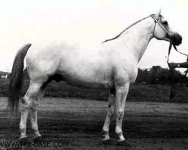 stallion Falstaff (Trakehner, 1968, from Altgesell)