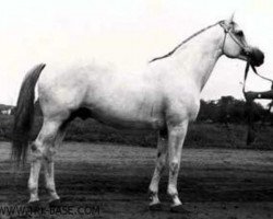 stallion Falstaff (Trakehner, 1968, from Altgesell Il Mo 1161)