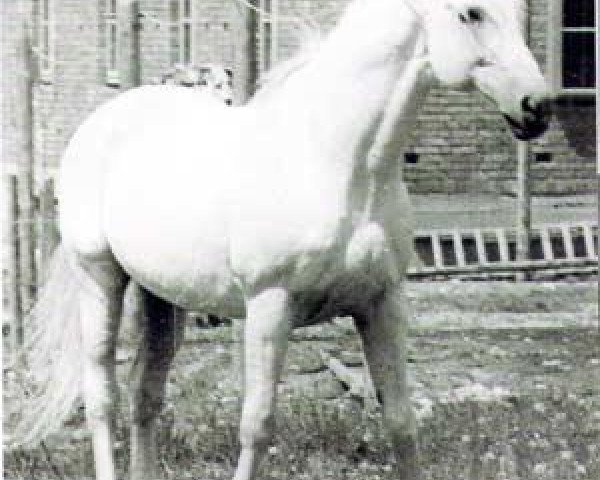 stallion Faschingszauber (Trakehner, 1938, from Hirtensang)