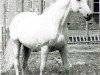 stallion Faschingszauber (Trakehner, 1938, from Hirtensang)
