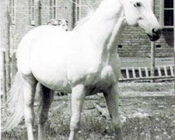 Deckhengst Faschingszauber (Trakehner, 1938, von Hirtensang)