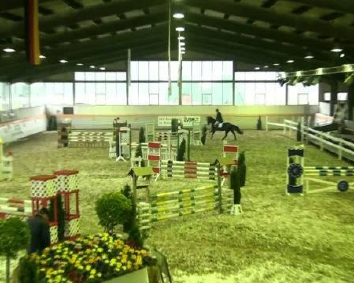 Zuchtstute Diamond Girl 21 (Westfale, 2008, von Diamond Hit)