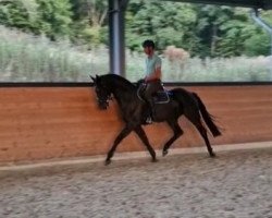 dressage horse De Longhi B (Westphalian, 2017, from DeLorean)