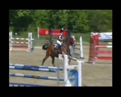Springpferd Little Champ 15 (Holsteiner, 1998, von Leandro)