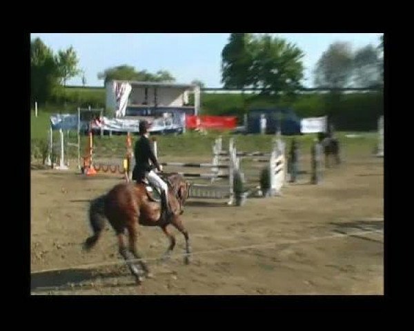 jumper Christel 25 (Holsteiner, 2005, from Cristo)