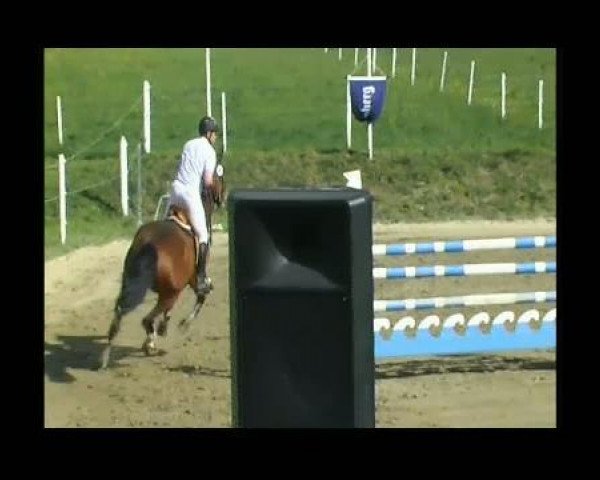 broodmare Vinia (KWPN (Royal Dutch Sporthorse), 2002, from Cavalier)