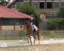 dressage horse Quanto Fino 14 (Oldenburg, 2017, from Quantensprung 3)