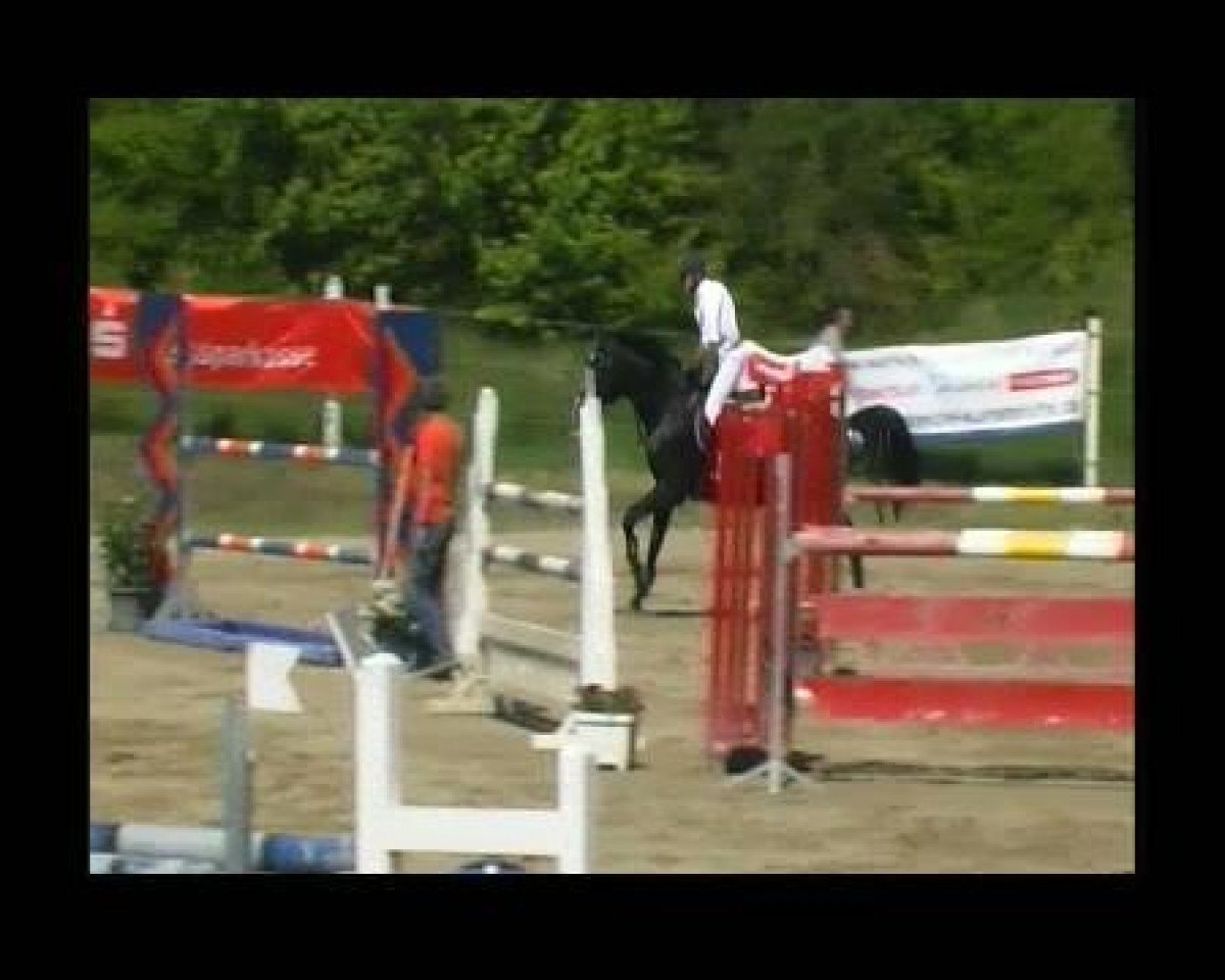 Springpferd Cocky Boy (Schweizer Warmblut, 2002, von Celentano AS)