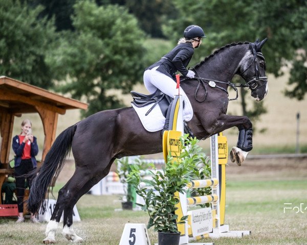 dressage horse De Leone (Hanoverian, 2001, from De Niro)