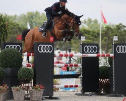 Springpferd Calinka de Boyer (Selle Français, 2012, von L'Arc de Triomphe)