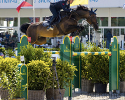 Springpferd Nuance Bleue Vdm Z (Zangersheide Reitpferd, 2011, von Nabab de Rêve)