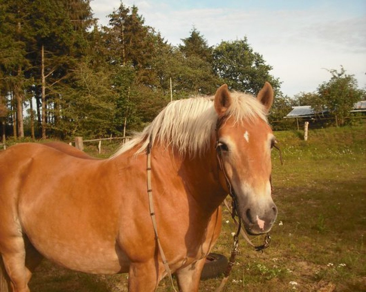 broodmare Bianca (Haflinger, 1997, from Bergwind)