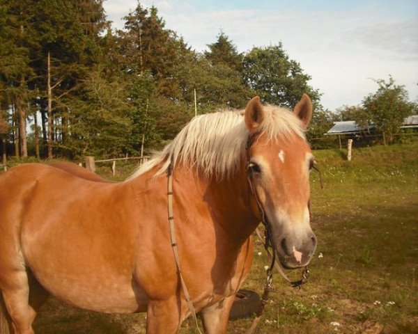 Zuchtstute Bianca (Haflinger, 1997, von Bergwind)