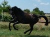 dressage horse Nimbus 52 (German Warmblood, 1999, from Nagano)