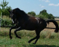 dressage horse Nimbus 52 (German Warmblood, 1999, from Nagano)