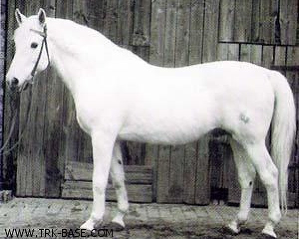 stallion Altgesell (Trakehner, 1941, from Altsilber)