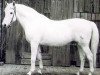 stallion Altgesell (Trakehner, 1941, from Altsilber)