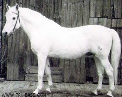 stallion Altgesell Il Mo 1161 (Trakehner, 1941, from Altsilber 3758)