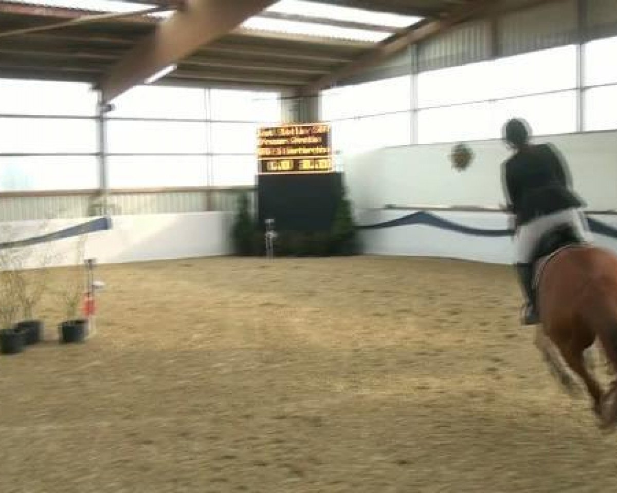 broodmare Just Stella L (Oldenburg show jumper, 2006, from Singulord Joter)