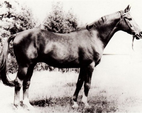 stallion Neujahr (Trakehner, 1953, from Neumond)