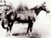 stallion Neujahr (Trakehner, 1953, from Neumond)
