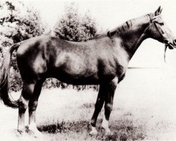 stallion Neujahr Mo 1178 (Trakehner, 1953, from Neumond)