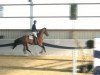 jumper Casper 317 (Oldenburg show jumper, 2006, from Centadel)