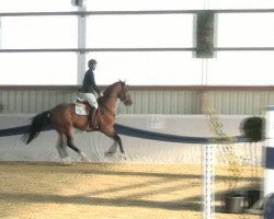 jumper Casper 317 (Oldenburg show jumper, 2006, from Centadel)