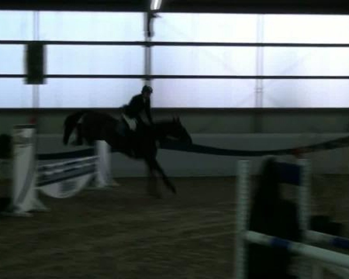 Springpferd Global Nautica (Westfale, 2008, von Numero Uno)
