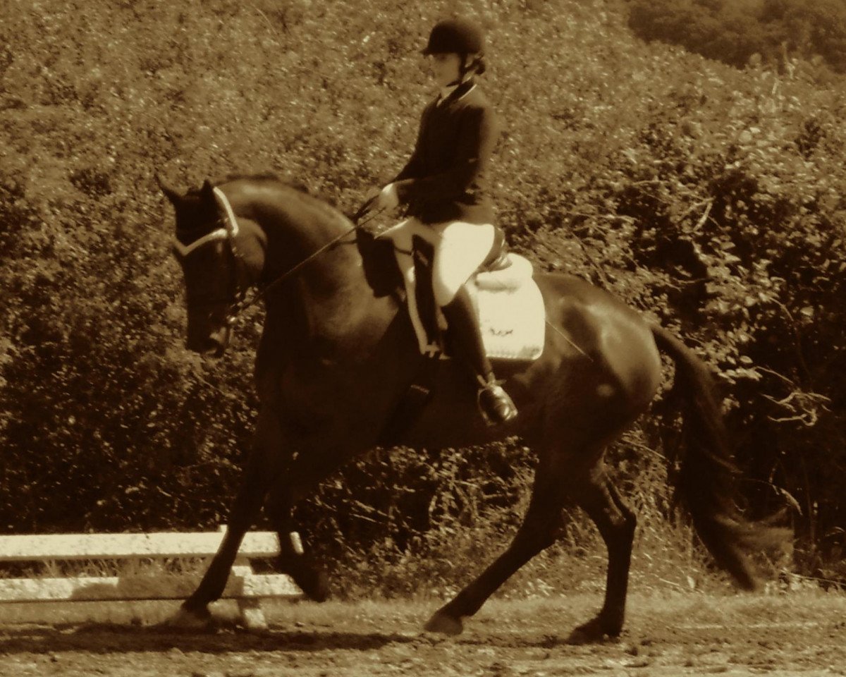 Dressurpferd Jahncke's Emma (Hannoveraner, 2006, von Hengst von Escondido)