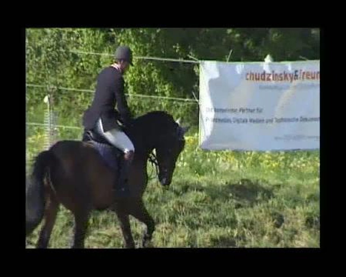 Springpferd Cracker Jack 10 (Deutsches Reitpferd, 2006, von Corel Z)