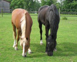 Dressurpferd Logi (Deutsches Reitpony,  )