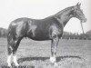 stallion Klingsor (Trakehner, 1935, from Hirtensang)