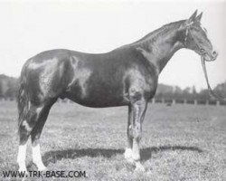 stallion Klingsor 4165 (Trakehner, 1935, from Hirtensang)